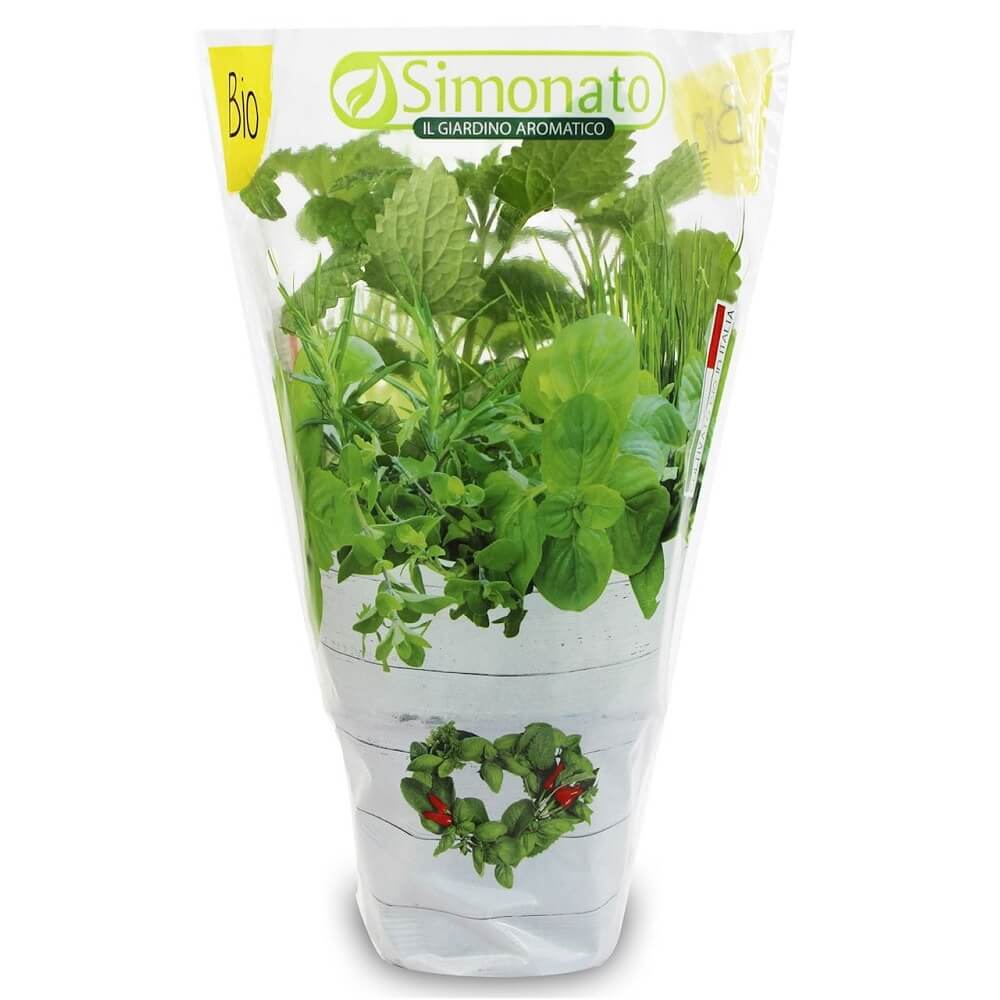 Frische Melisse im BIO-Topf (1 Stück)