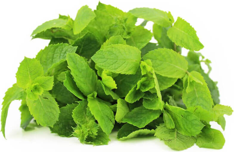 Frische Minze BIO (polnisch) (ca. 50 g)