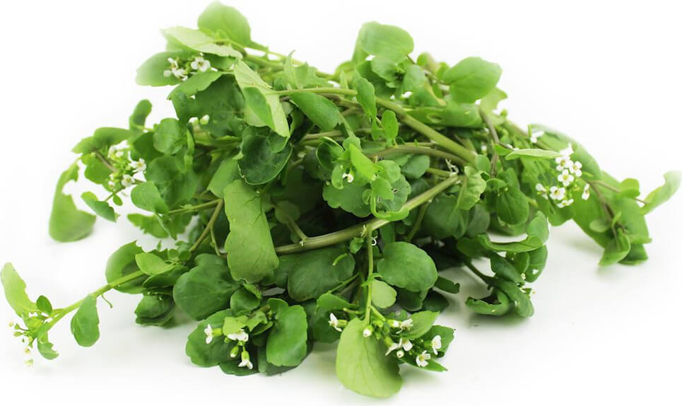 BIO Brunnenkresse (polnisch) (ca. 50 g)