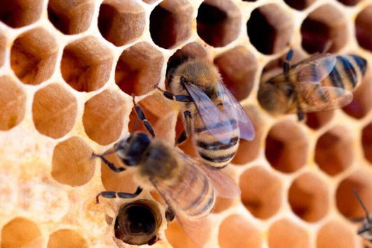 Bienenfedern – Eigenschaften und Anwendung Inhalt: