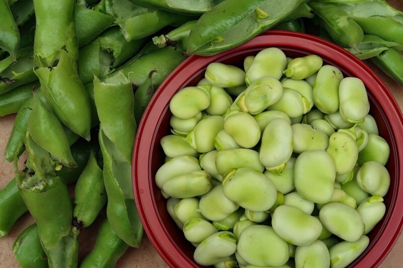 Saubohnensaison. Ernährungseigenschaften von Bohnen