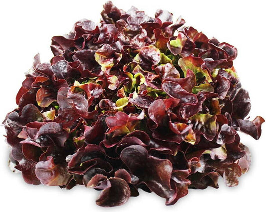 Großer Karton mit 8 frischen, bio-zertifizierten roten Eichblattsalaten von BIO PLANET, polnische Bio-Produkte, Nahaufnahme