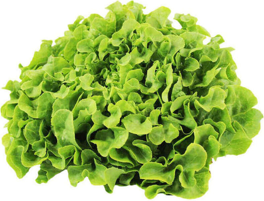 Frischer Bio Eichblattsalat aus Polen, ca. 250g, von BIO PLANET, grüne Blätter, rohes Blattgemüse, gesund und knackig