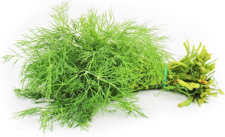 Frischer Dill (Bündel) BIO (polnisch) (ca. 50 g) Image principale du produit