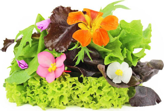 Bio frische Salatmischung von BIO PLANET auf einem Teller, mit grünen Blättern und Gemüse, frisch und knackig.